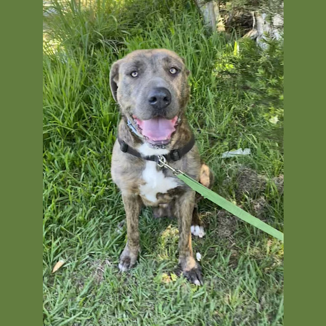 Photo of Nala