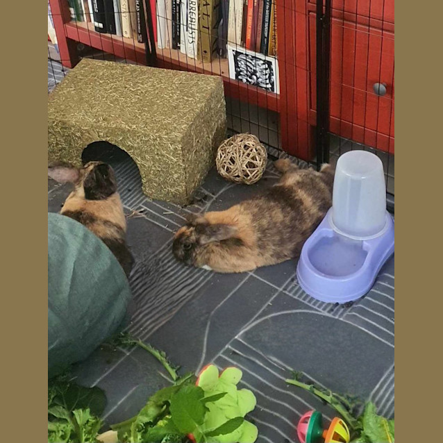 Photo of Pepper & Penny