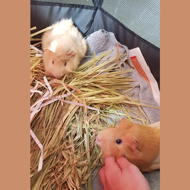 Photo of Chicken 