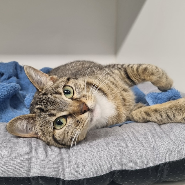 Photo of Bazoon 