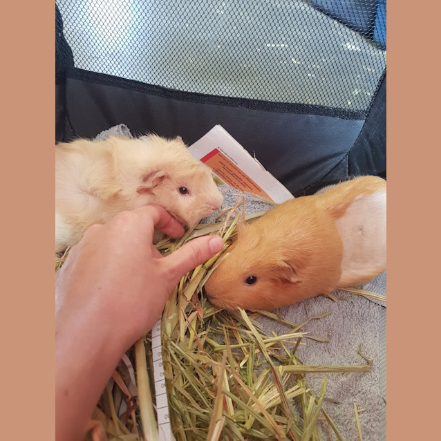 Photo of Chicken 