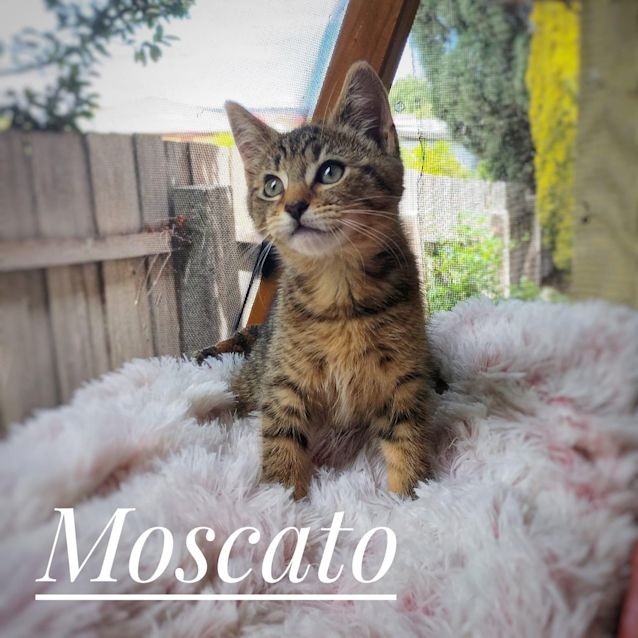 Photo of Moscato