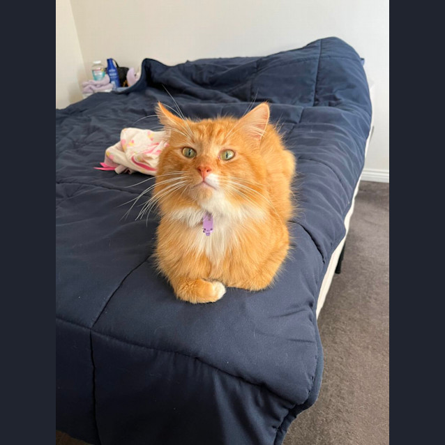 Photo of 🎃 Pumpkin 🎃