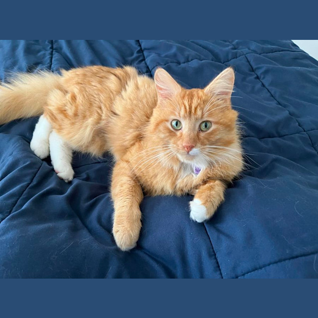 Photo of 🎃 Pumpkin 🎃