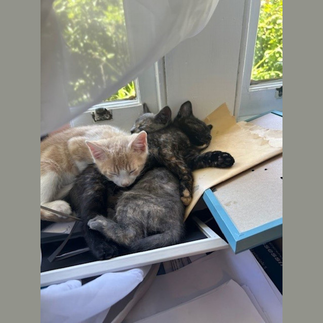 Photo of Creamy   Located In Surrey Hills