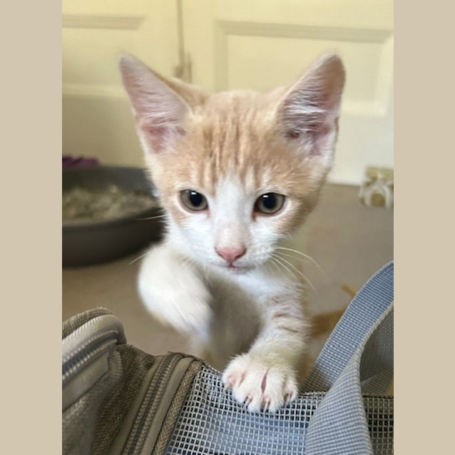 Photo of Creamy   Located In Surrey Hills