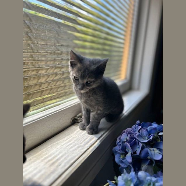 Photo of Yarnball   Located In Surrey Hills