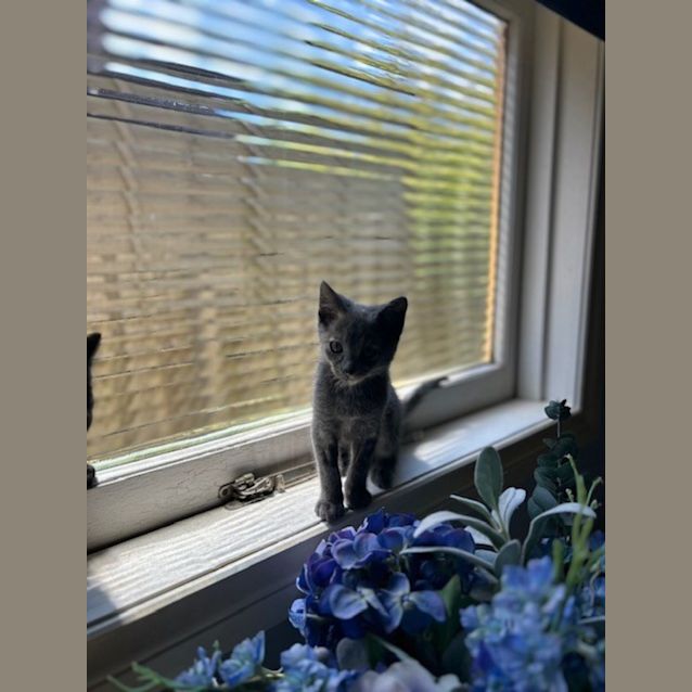 Photo of Yarnball   Located In Surrey Hills