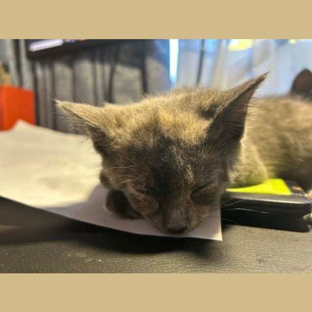 Photo of Yarnball   Located In Surrey Hills