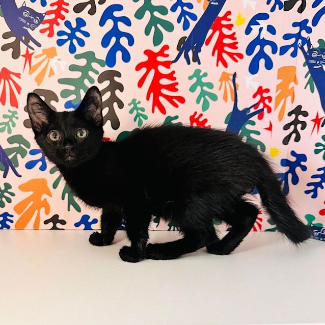 Photo of Abyss   Located In Brunswick East