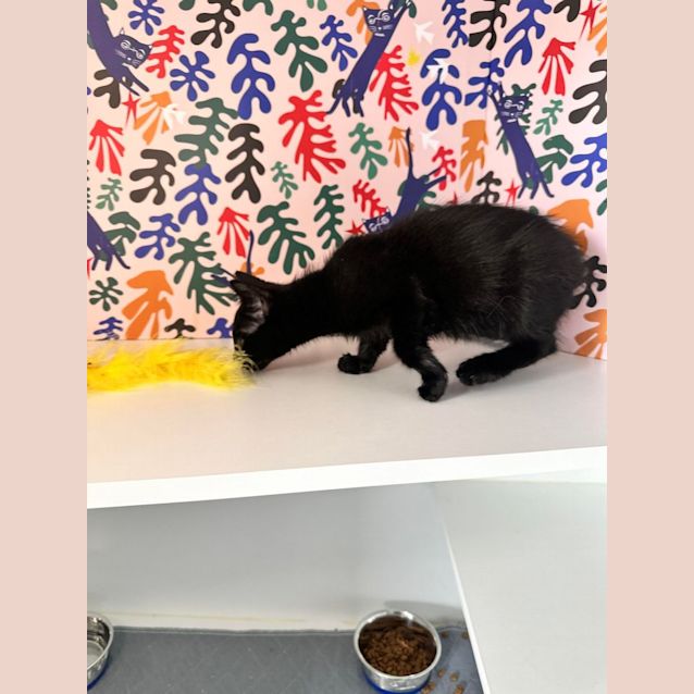 Photo of Abyss   Located In Brunswick East