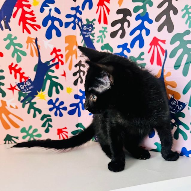 Photo of Abyss   Located In Brunswick East