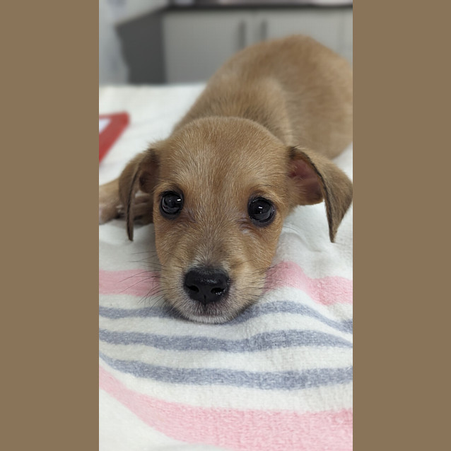 Photo of Thor