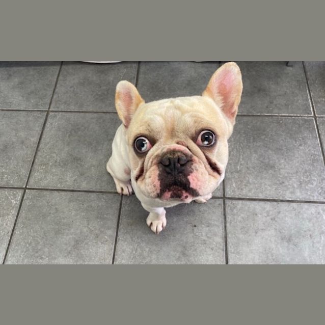 Photo of Moose
