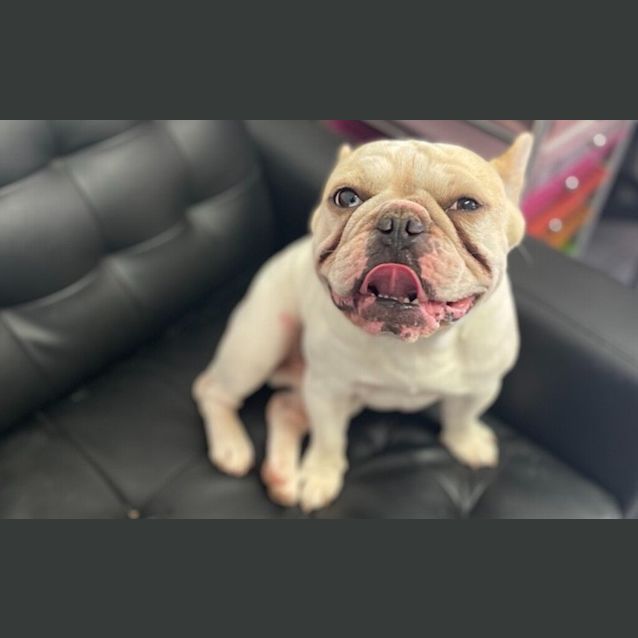 Photo of Moose