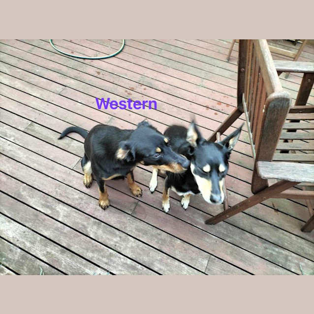 Photo of Western