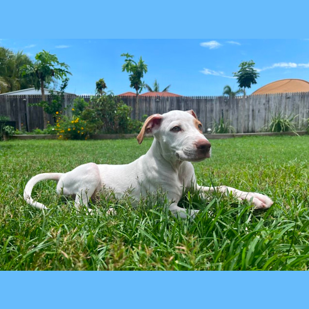 Photo of Waffles