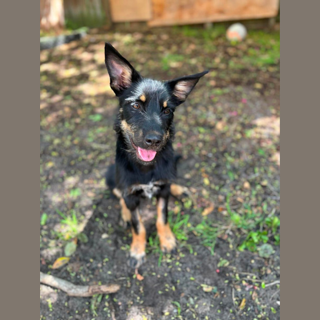 Photo of Midnight