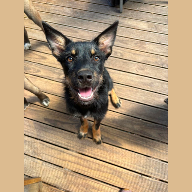 Photo of Midnight