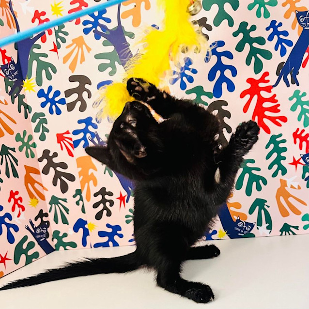 Photo of Void   Located In Brunswick East