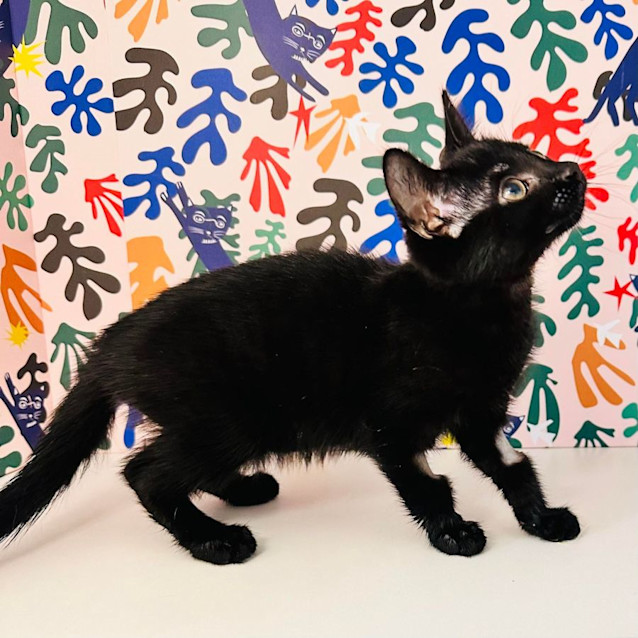 Photo of Void   Located In Brunswick East