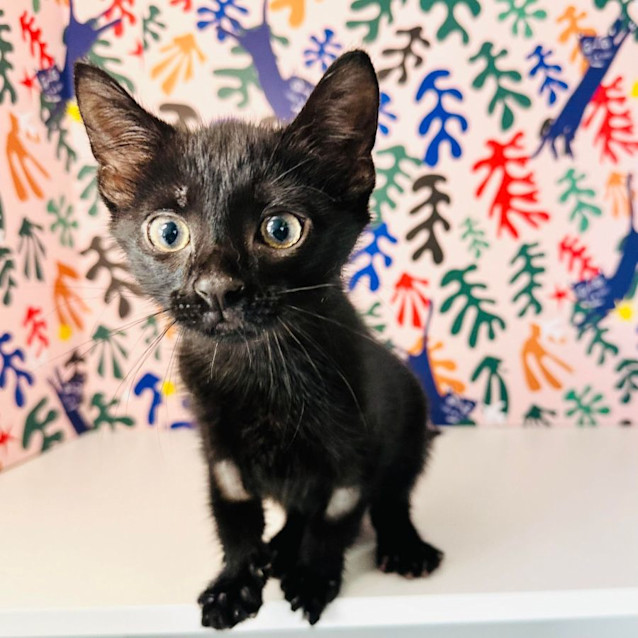 Photo of Void   Located In Brunswick East