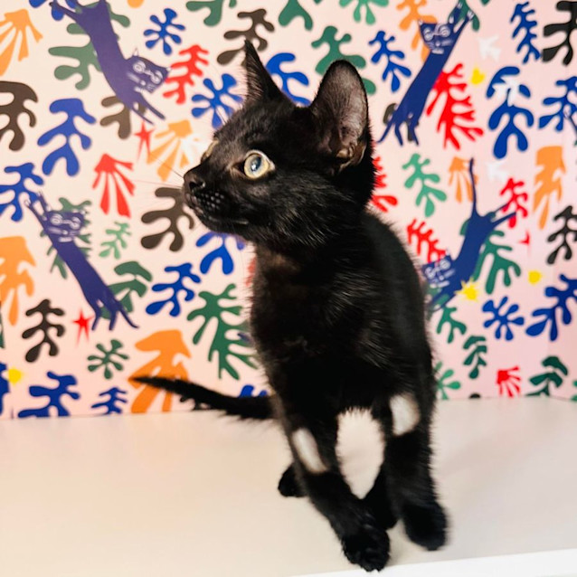 Photo of Void   Located In Brunswick East