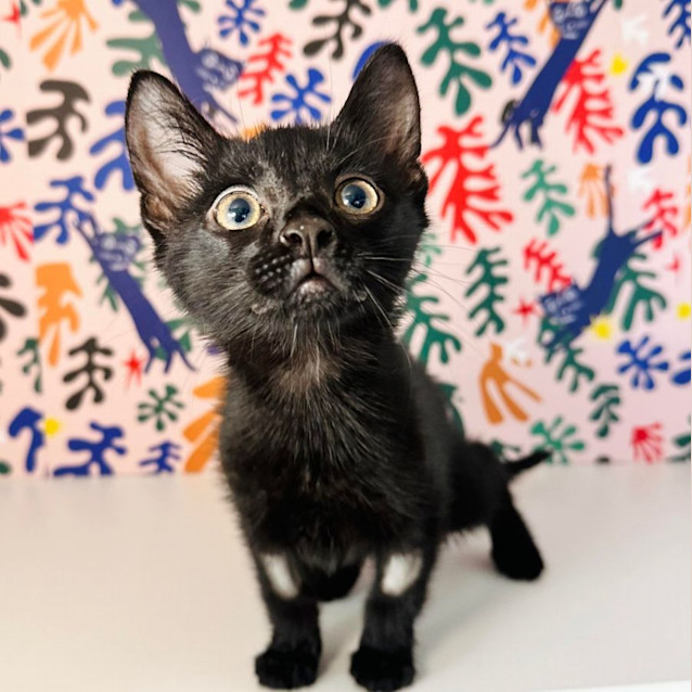 Photo of Void   Located In Brunswick East