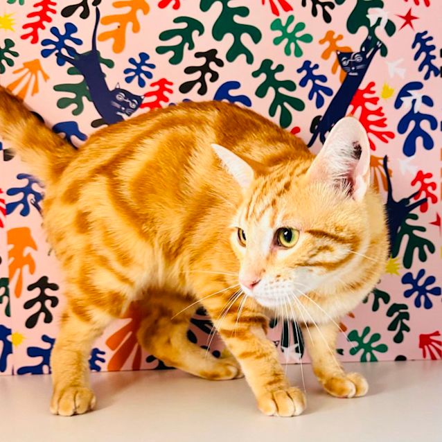 Photo of Woody   Located In Preston