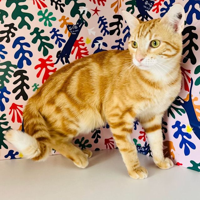 Photo of Woody   Located In Preston