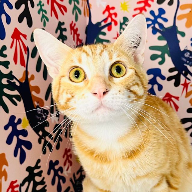 Photo of Woody   Located In Preston