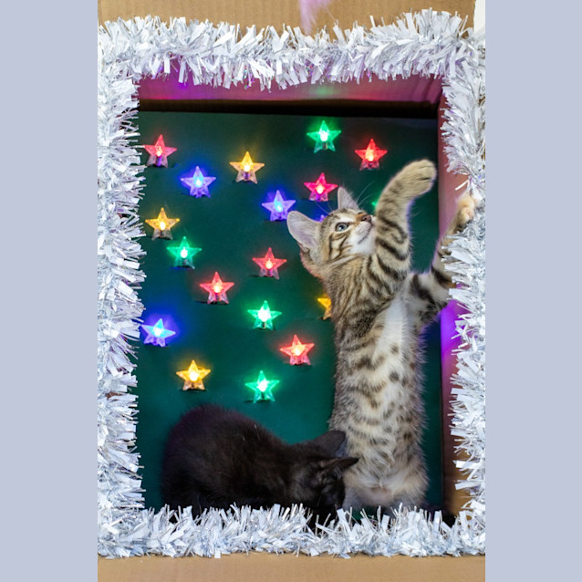 Photo of Mrs Independent