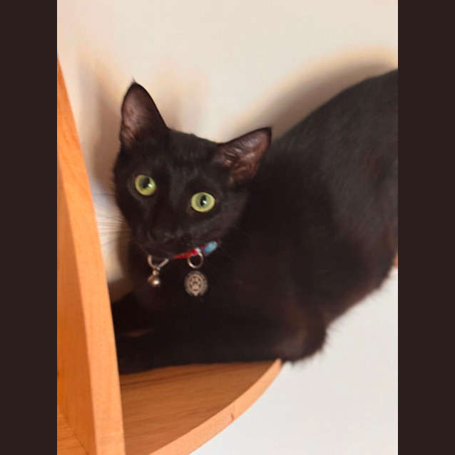 Photo of Luna 💕🌙