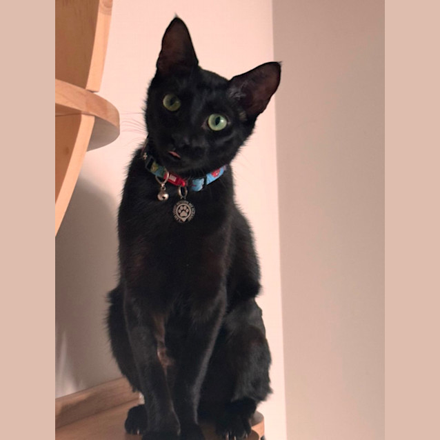 Photo of Luna 💕🌙