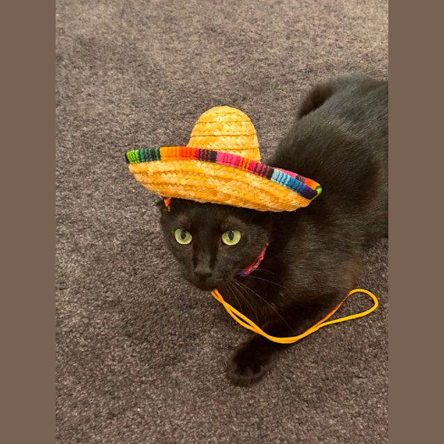 Photo of Luna 💕🌙