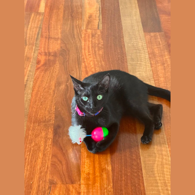 Photo of Luna 💕🌙