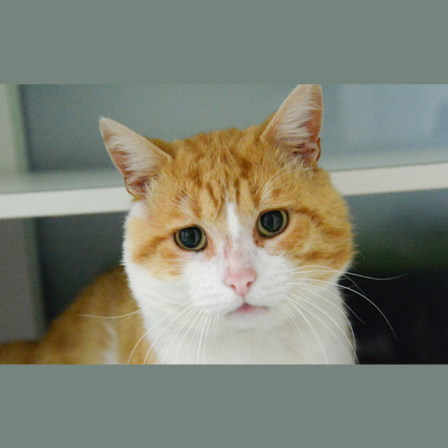Photo of Opie