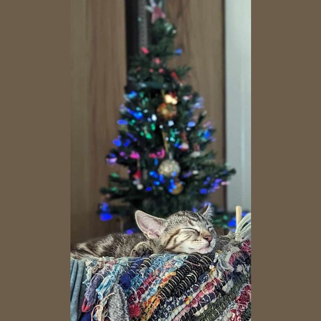 Photo of Maple