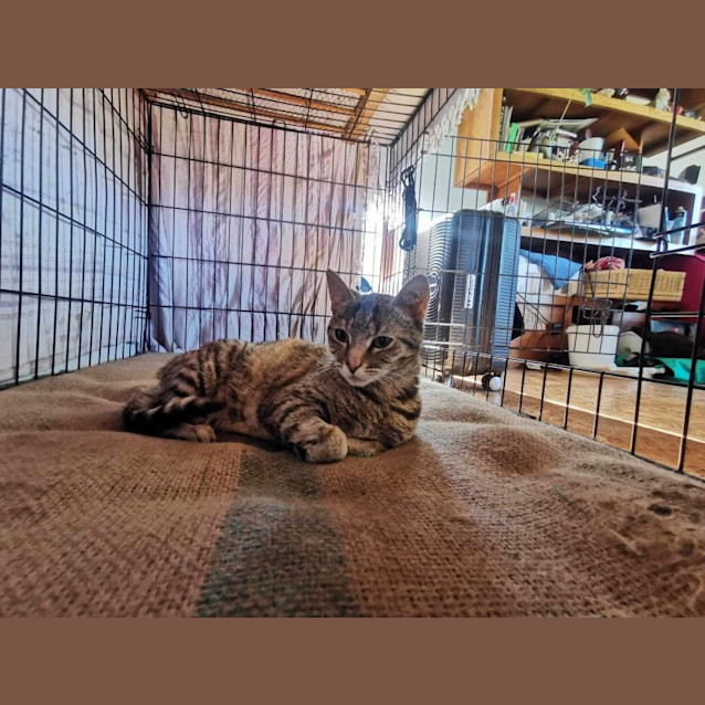 Photo of Genie Meet Me At Petstock Dandenong Store