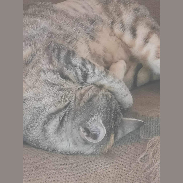 Photo of Genie Meet Me At Petstock Dandenong Store