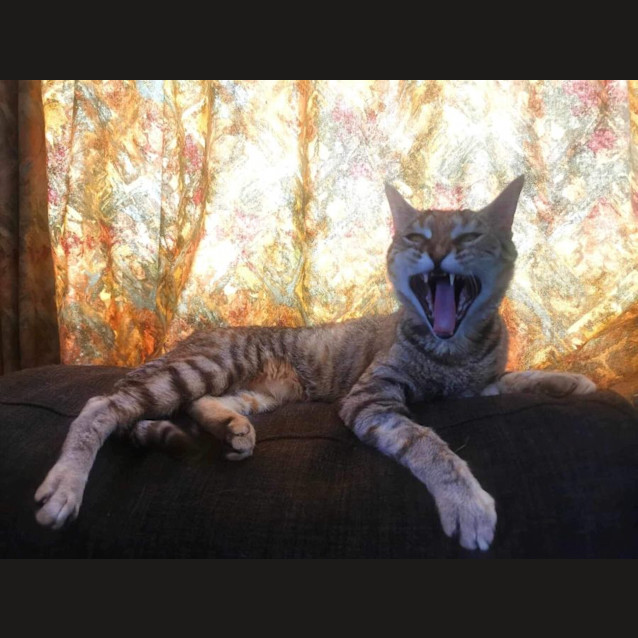 Photo of Genie Meet Me At Petstock Dandenong Store