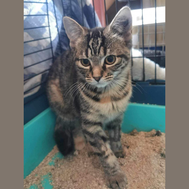 Photo of Jasmine Meet Me At Petstock Dandenong Store 