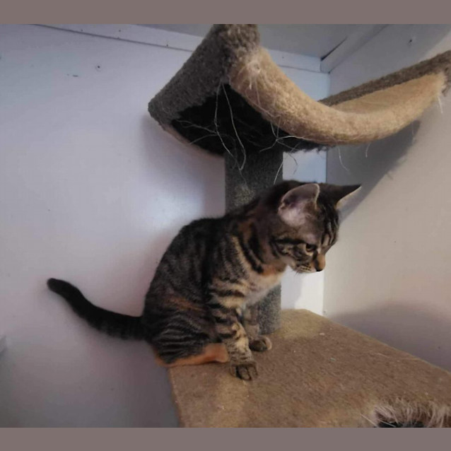 Photo of Jasmine Meet Me At Petstock Dandenong Store 