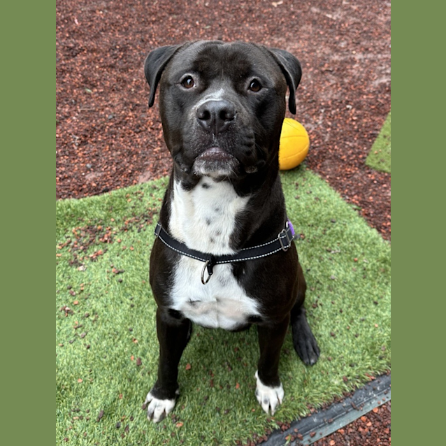 Photo of Hooch