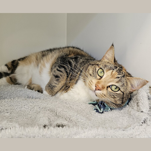 Photo of Olive