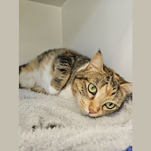 Photo of Olive