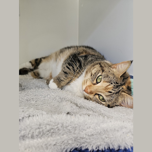 Photo of Olive