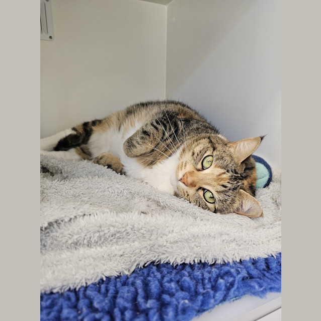 Photo of Olive