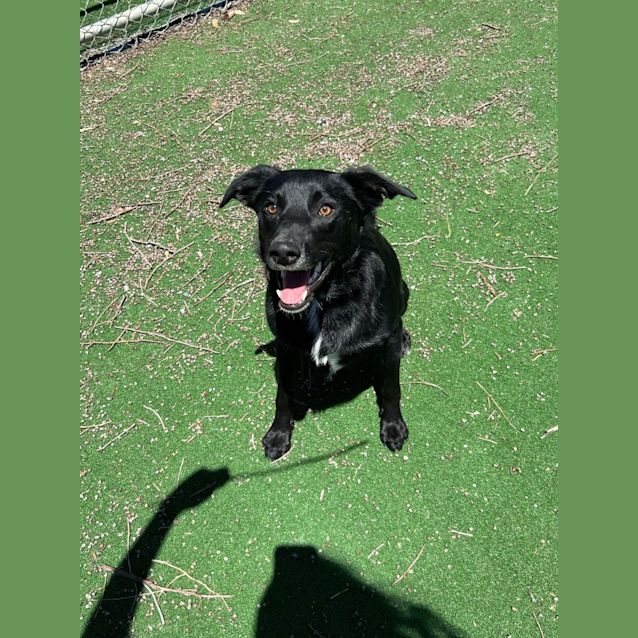Photo of Rocky