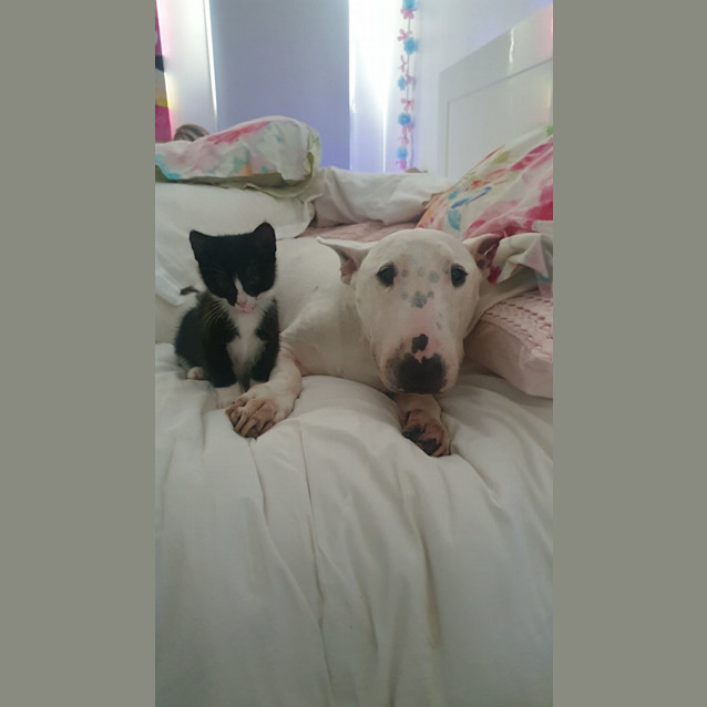 Photo of Trixie *9 Lives Project Rescue*